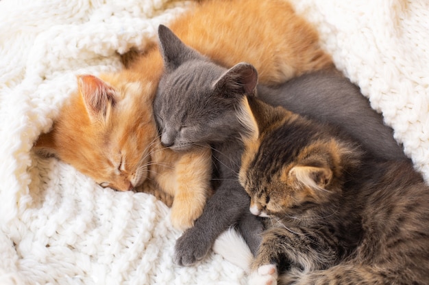 Tres lindos gatitos atigrados durmiendo y abrazándose en una bufanda de punto blanca. Animal domestico.