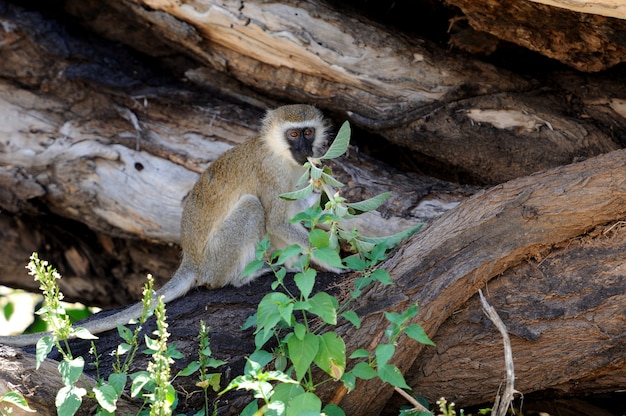 Três macacos do cabo vervet no parque nacional. quênia, áfrica