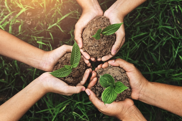 Tres manos sosteniendo planta joven para plantar