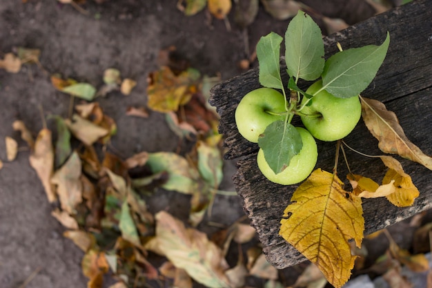 Tres manzanas en gotas de agua con hojas de otoño sobre una madera