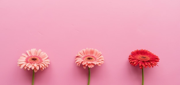Tres margaritas gerbera rosadas y rojas en crudo sobre un fondo rosa. Secuencia y simetría. Plano de diseño minimalista. Colores pastel