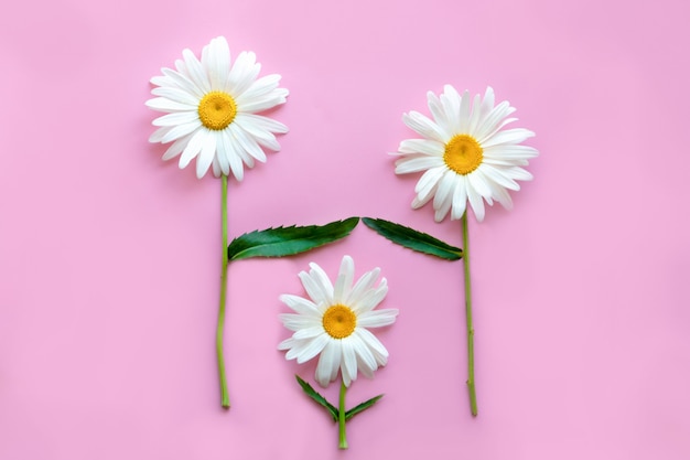 Foto tres margaritas grandes sobre un fondo rosa