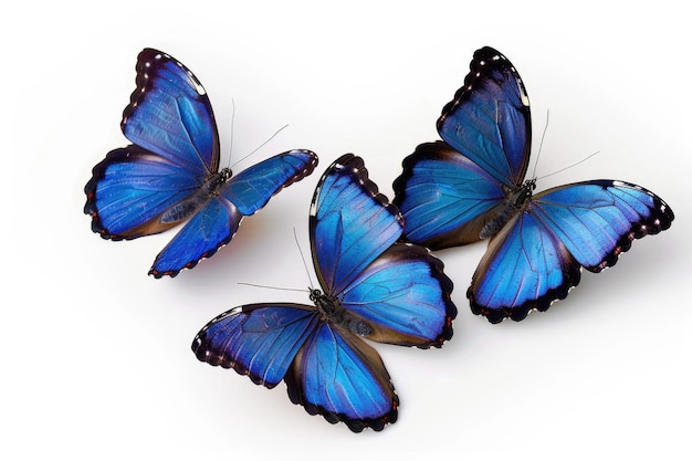 Foto tres mariposas azules sobre un fondo blanco sencillo ideales para diseños con temas naturales