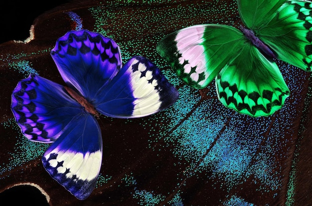tres mariposas de colores se muestran en una mesa.