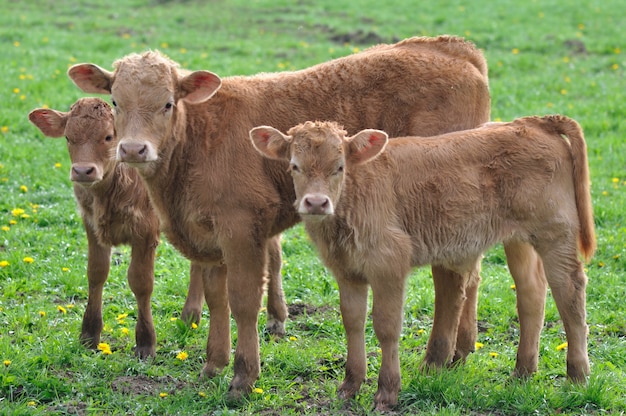 Tres marrón lindo ternero de pie en un prado