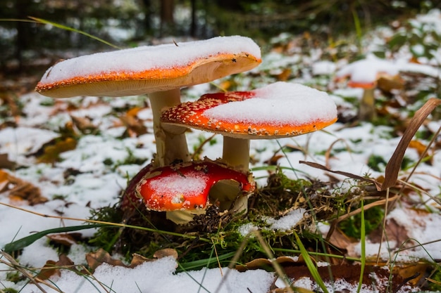 tres moscas rojas brillantes agaric con nieve en el invierno