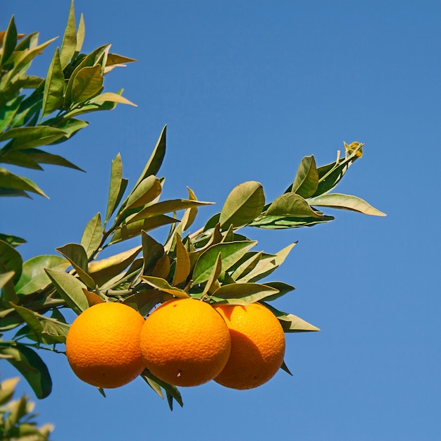 Tres naranjas en el arbol