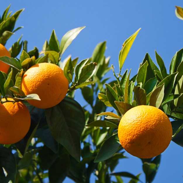 Foto tres naranjas en una rama de árbol