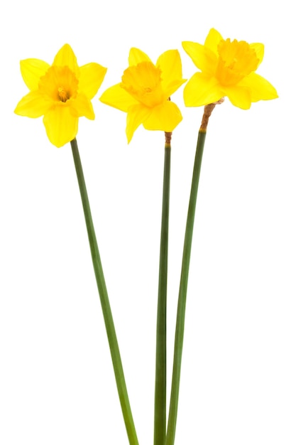 Tres narcisos amarillos