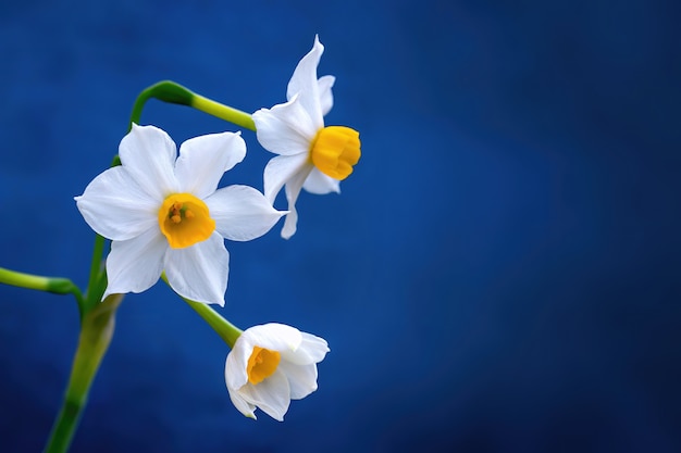 Três narcisos brancos com fundo azul