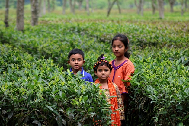 Tres niños o bebés están en el jardín de té.