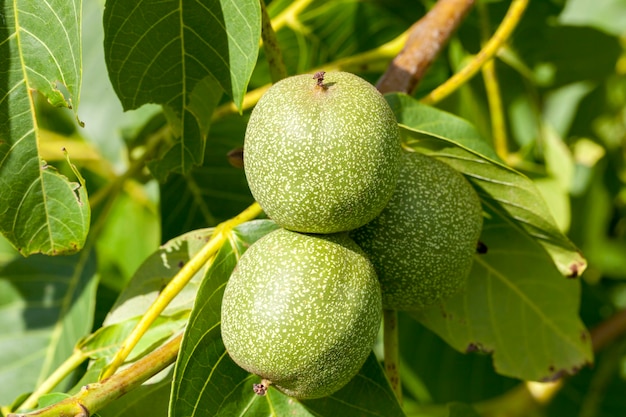 Tres nueces inmaduras colgando de un árbol en la temporada de verano