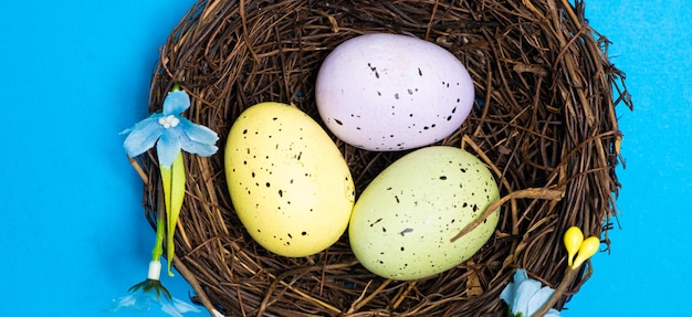 Três ovos de Páscoa de codorna no ninho em um fundo azul