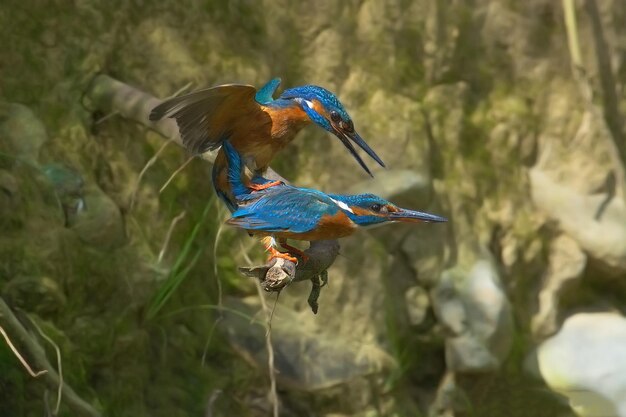 tres pájaros están sentados en una rama y uno tiene un pico azul