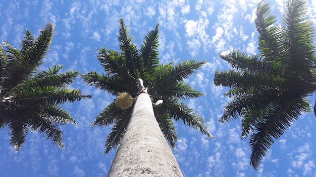 Três palmeiras e o céu com nuvens