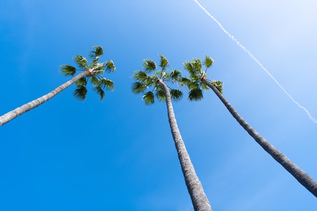 Três palmeiras no fundo do céu azul com rastros no verão, férias de verão.