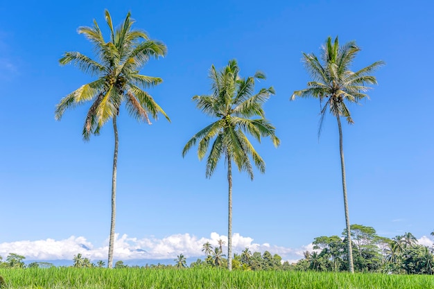 Tres palmeras de coco en terrazas de arroz verde cerca de Ubud en la isla Bali Indonesia