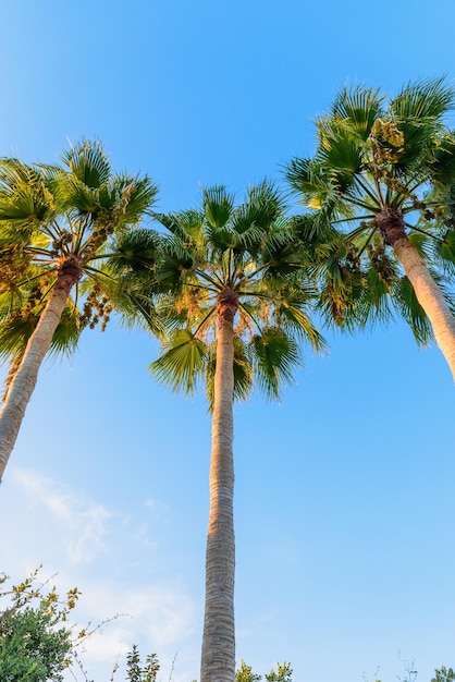 tres palmeras contra el cielo azul con sol