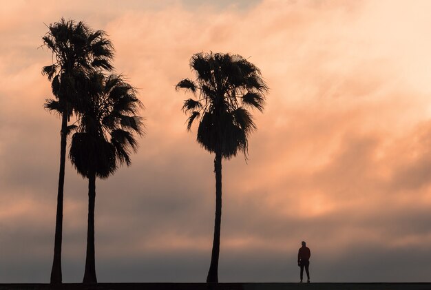 Tres palmeras con una vista de fondo de una brillante puesta de sol