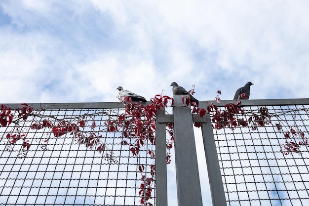 Tres palomas están sentadas en la cerca.