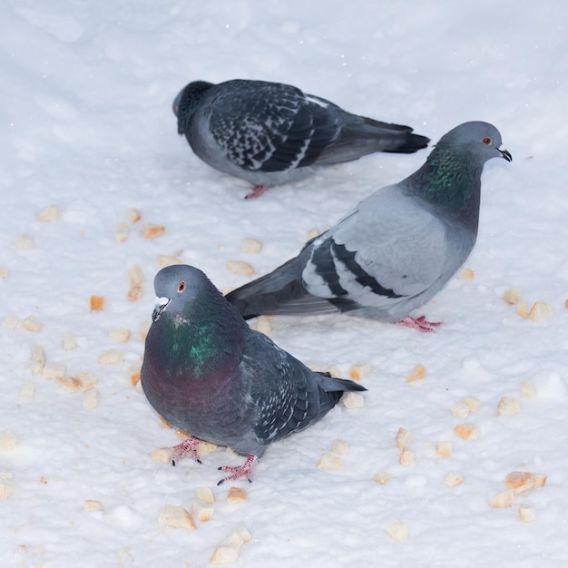 Tres palomas grises entre migas de pan en nieve