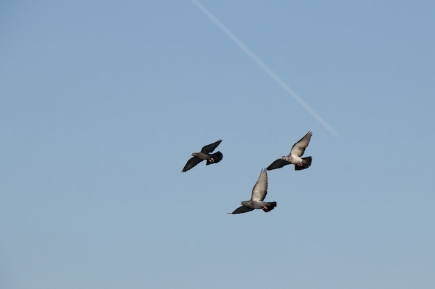 Tres palomas en vuelo