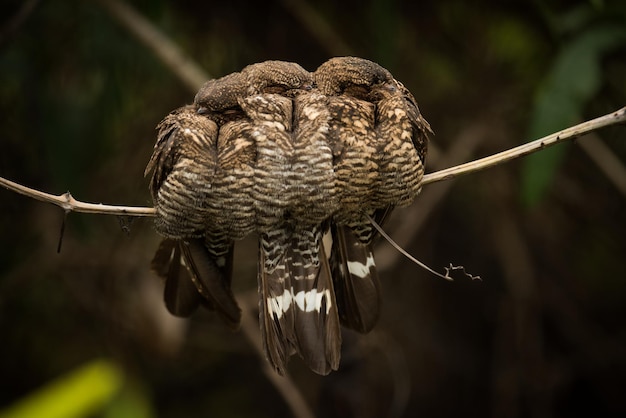 Três pássaros noturnos a dormir na floresta.