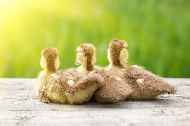 Três patinhos, animais de estimação, com luz solar suave e grama verde