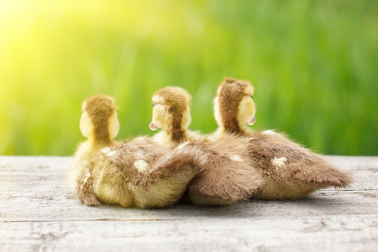 Foto três patinhos, animais de estimação, com luz solar suave e grama verde