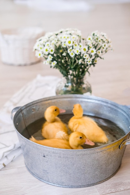 Tres patitos amarillos sentados en una cesta de paja con concepto de Pascua de heno