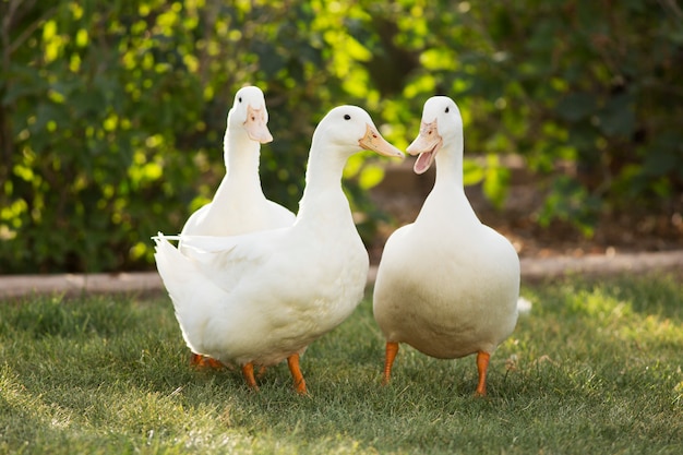 Tres patos blancos graznando