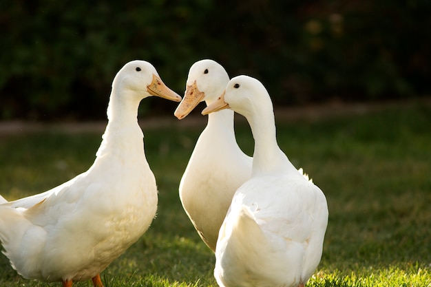 Tres patos blancos juntos