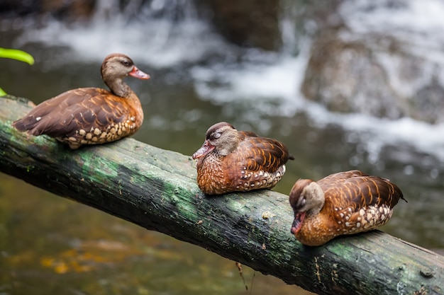 Foto tres patos en una fila en perca de madera