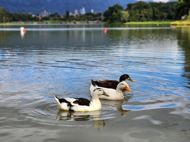 Foto tres patos nadando en un lago