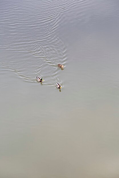 Três patos nadando rio abaixo em uma cunha