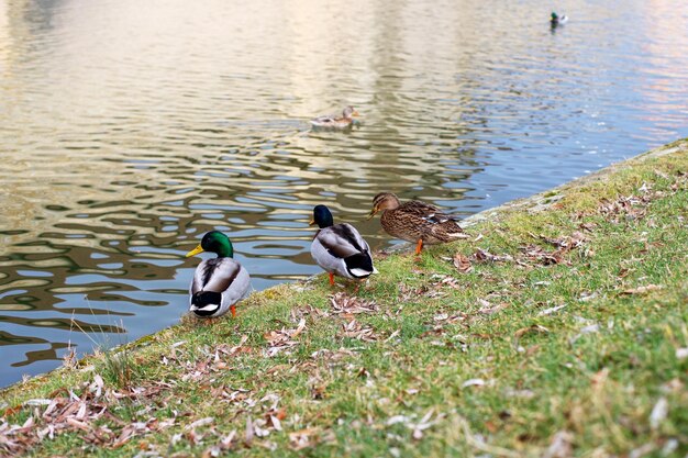 Tres patos del parque en la orilla de la vista trasera del lago