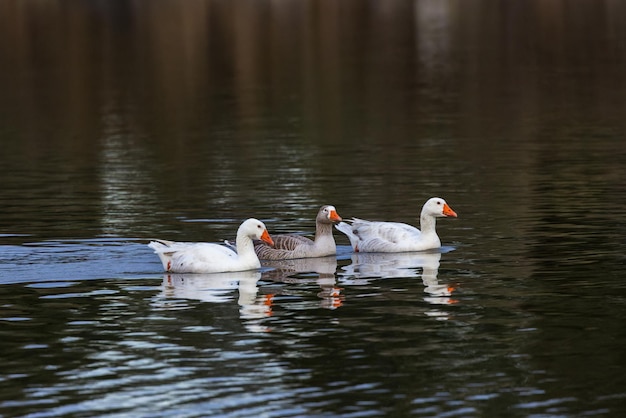 Tres patos en su entorno natural.