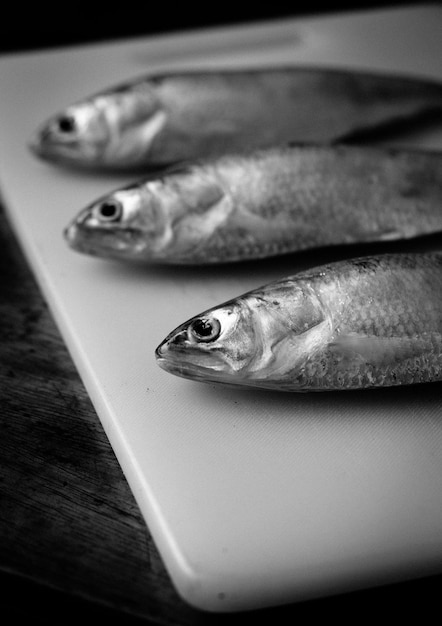 Foto tres peces hilsa en blanco y negro