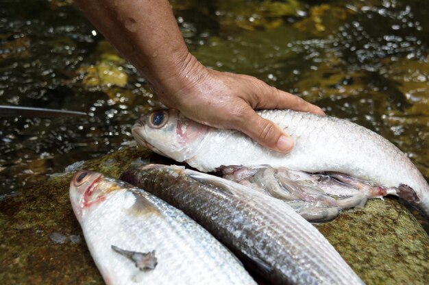 Tres peces en una roca en el río.