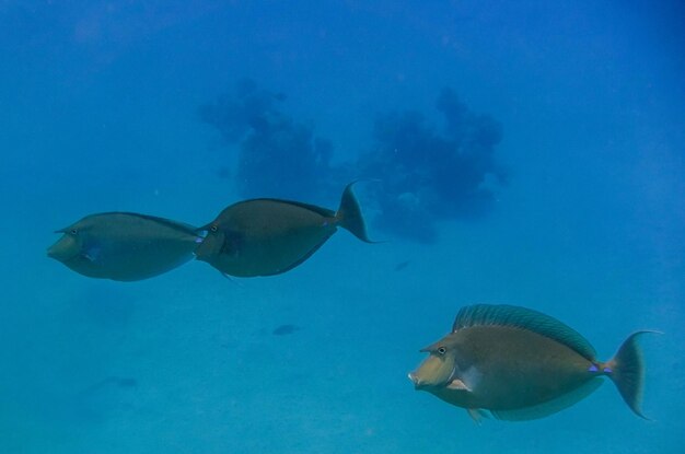 Foto três peixes unicórnio em águas azuis profundas