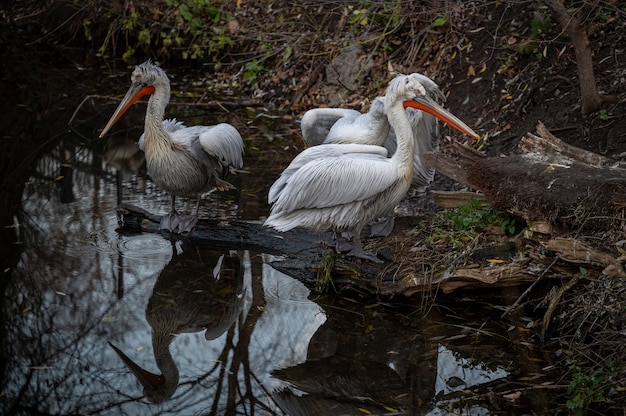 Três pelicanos brancos sentados perto da lagoa