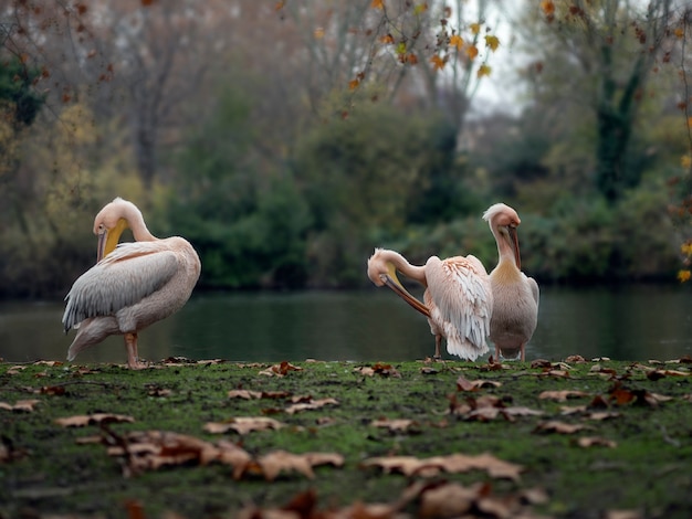 Três pelicanos no lago