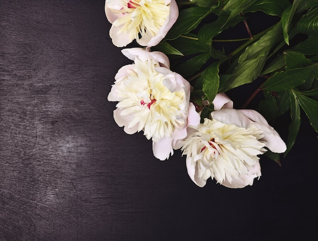 Tres peonias de flores blancas.