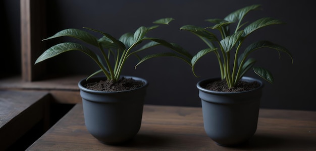 Tres pequeñas plantas sobre una mesa, una de las cuales es negra y la otra es negra.