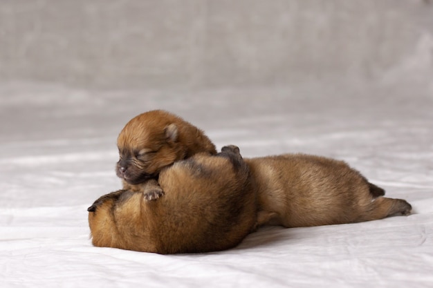 Tres pequeños cachorros de Pomerania recién nacidos de color naranja con los ojos sin abrir se arrastran en un pañal