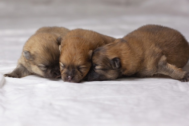 Tres pequeños cachorros de Pomerania recién nacidos de color naranja con los ojos cerrados yacen nariz con nariz