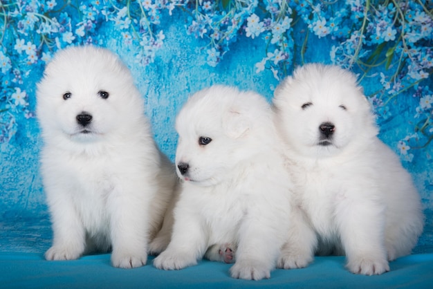 Tres pequeños cachorros samoyedos blancos y esponjosos están sentados en un fondo azul con flores azules