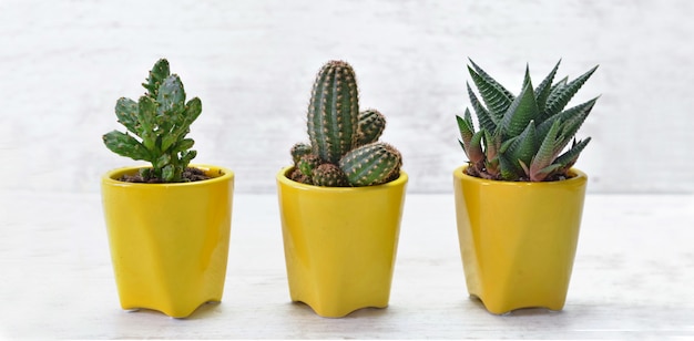 Tres pequeños cactus en maceta amarilla sobre mesa blanca