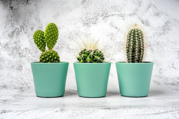 Tres pequeños cactus de pie en una fila sobre una mesa de piedra