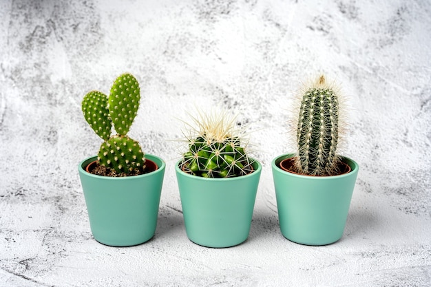 Tres pequeños cactus de pie en una fila sobre una mesa de piedra